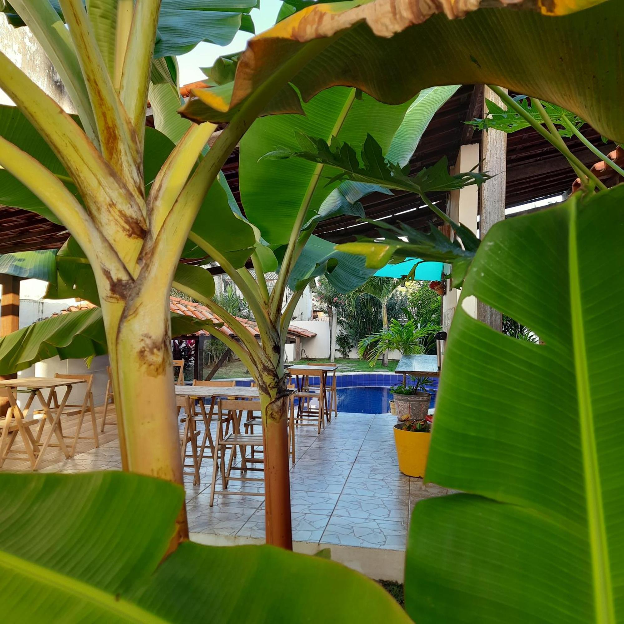 Tropicale 2*