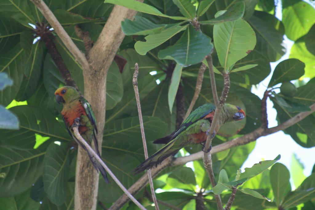 Tropicale Salvador de Bahía